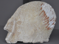 Tête / head