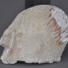 Tête / head